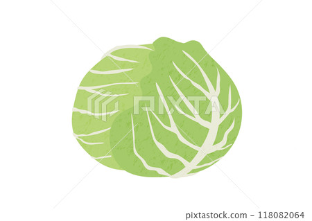 手繪風格的高麗菜插畫 118082064