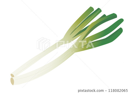 Hand-drawn illustration of white onion Hand-drawn illustration of white onion 118082065
