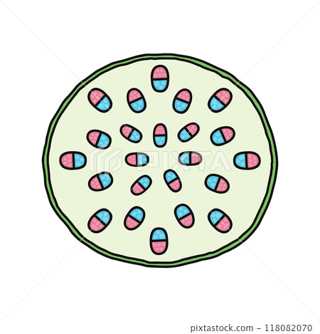 Stem structure, stem cross section, monocotyledons Stem structure, stem cross section, monocotyledons 118082070