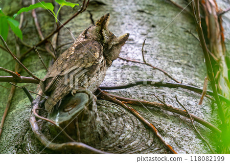 尖叫貓頭鷹棲息在樹枝樹樁上 尖叫貓頭鷹棲息在樹枝樹樁上 118082199