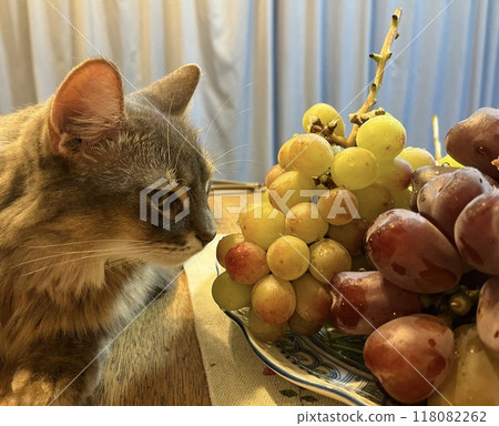 葡萄和貓6 葡萄和貓6 118082262