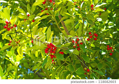 冬青的紅色莓果（秋季，九月） 118082603