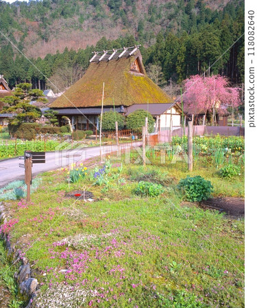 鯖街道的春天風景、深山茅吹之裡「國家指定重要傳統建築群保存地區」/紅白垂枝櫻花 鯖街道的春天風景、深山茅吹之裡「國家指定重要傳統建築群保存地區」/紅白垂枝櫻花 118082640