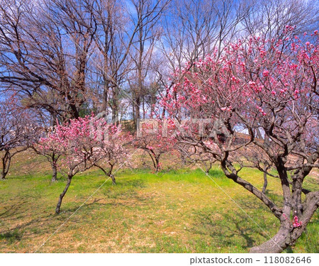 "Historic Site" Plum Grove in Full Bloom at Komuroyama Burial Mounds / World Heritage Site (Osaka Summer Siege, Battlefield of Domyoji, Sanada Daisuke Camp Site) "Historic Site" Plum Grove in Full Bloom at Komuroyama Burial Mounds / World Heritage Site (Osaka Summer Siege, Battlefield of Domyoji, Sanada Daisuke Camp Site) 118082646