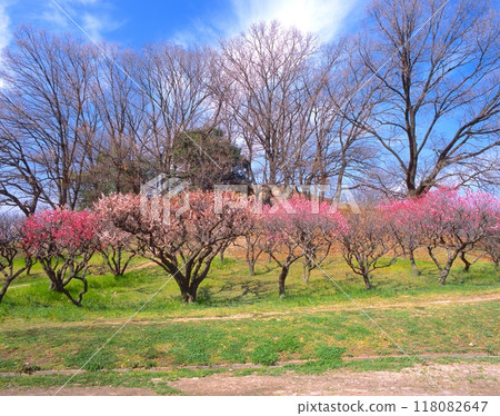 "Historic Site" Plum Grove in Full Bloom at Komuroyama Burial Mounds / World Heritage Site (Osaka Summer Siege, Battlefield of Domyoji, Sanada Daisuke Camp Site) "Historic Site" Plum Grove in Full Bloom at Komuroyama Burial Mounds / World Heritage Site (Osaka Summer Siege, Battlefield of Domyoji, Sanada Daisuke Camp Site) 118082647