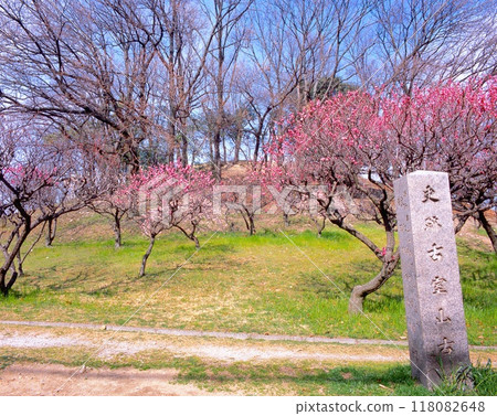 "Historic Site" Plum Grove in Full Bloom at Komuroyama Burial Mounds / World Heritage Site (Osaka Summer Siege, Battlefield of Domyoji, Sanada Daisuke Camp Site) "Historic Site" Plum Grove in Full Bloom at Komuroyama Burial Mounds / World Heritage Site (Osaka Summer Siege, Battlefield of Domyoji, Sanada Daisuke Camp Site) 118082648