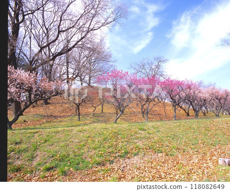 "Historic Site" Plum Grove in Full Bloom at Komuroyama Burial Mounds / World Heritage Site (Osaka Summer Siege, Battlefield of Domyoji, Sanada Daisuke Camp Site) "Historic Site" Plum Grove in Full Bloom at Komuroyama Burial Mounds / World Heritage Site (Osaka Summer Siege, Battlefield of Domyoji, Sanada Daisuke Camp Site) 118082649