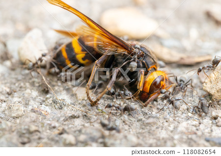 The corpse of a small hornet and swarms of ants 118082654