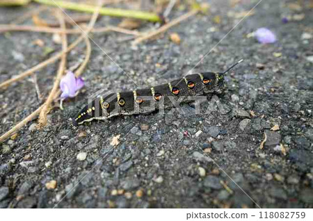Larvae of the striped moth Larvae of the striped moth 118082759