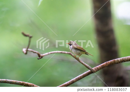 A Japanese bush warbler perched on a tree branch, observing its surroundings. A Japanese bush warbler perched on a tree branch, observing its surroundings. 118083037