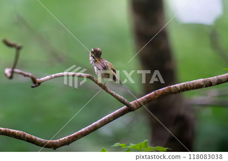 A Japanese bush warbler preening its feathers after bathing A Japanese bush warbler preening its feathers after bathing 118083038