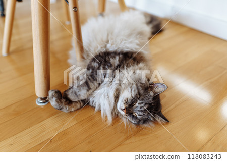 fluffy domestic cat lazily lies on parquet floor in room, in sun rays 118083243