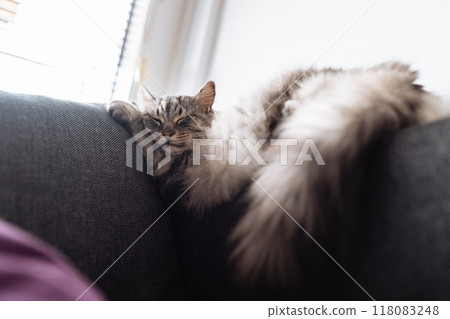 Portrait sleeping maine coon cat 118083248