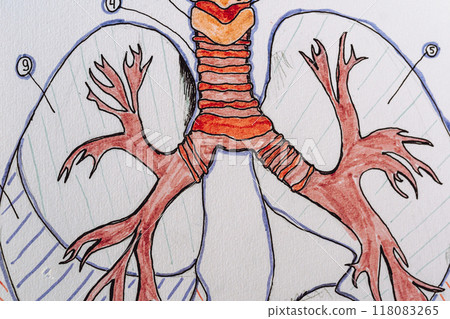 ink drawing of the structure of the human respiratory organ lungs with Latin symbols 118083265