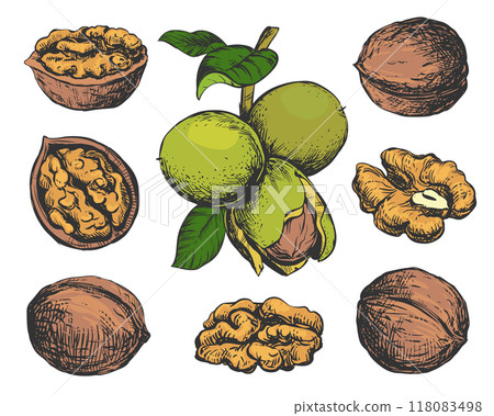 Hand drawn sketch vector illustration of walnuts. Open walnut kernel, branch with leaves and nuts. Colored engraving isolated on white background. Clipart set for organic food, oil, liqueur. 118083498
