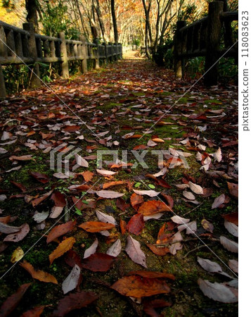 秋天的彩色路徑秋天影像 118083623