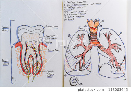 two drawings diagram location anatomy dental section and the human respiratory organ lungs two drawings diagram location anatomy dental section and the human respiratory organ lungs 118083643