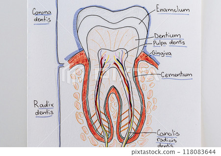 tooth cut anatomy layout outline illustration 118083644