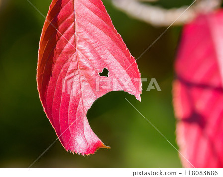 Autumnal leaves with heart-shaped holes 118083686