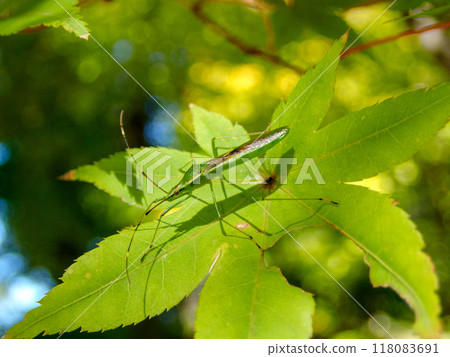 Autumn grasshopper 118083691