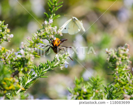 秋天的黃蜂 118083699