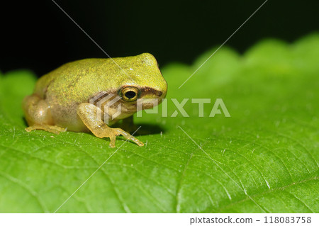 Japanese brown frog juvenile Japanese brown frog juvenile 118083758