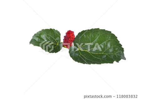 Mulberry fruit with green leaf isolated on white Mulberry fruit with green leaf isolated on white 118083832