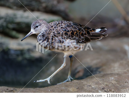 Little Stint Tringa minuta A Small Wader Bird Migrating Across Europe, Asia, and Africa 118083912