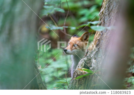 A red fox observing the surroundings in the forest 118083923