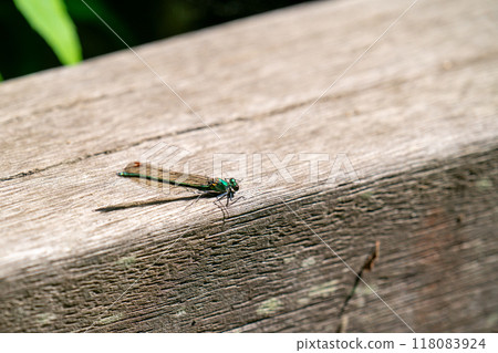 A damselfly resting on a boardwalk in the park 118083924
