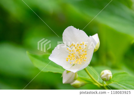 花園裡盛開的日本柏樹花 118083925