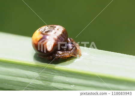 White obit Torino Fundamesi（女） 118083943