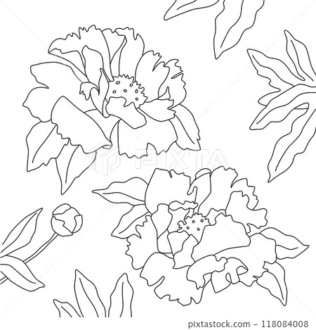 Outline of flowers on white background. Peonies and leaves with simple line, square vector illustration for design or coloring book. Outline of flowers on white background. Peonies and leaves with simple line, square vector illustration for design or coloring book. 118084008