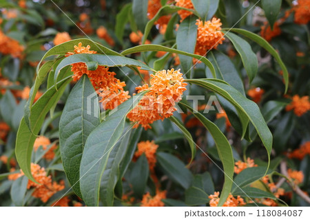 桂花花瓣桂花 118084087