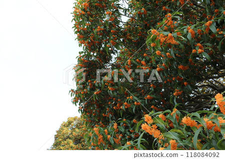 桂花樹 桂花樹 桂花樹 桂花樹 118084092