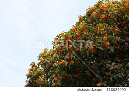 桂花樹 桂花樹 桂花樹 桂花樹 118084093