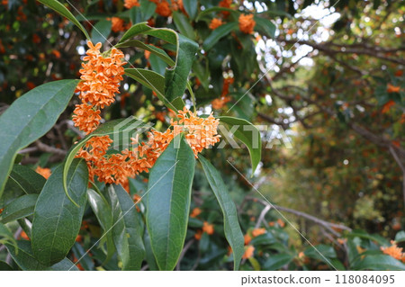 桂花花瓣桂花 118084095