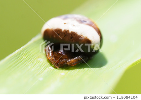 White obit Torino Fundamesi（女） 118084104