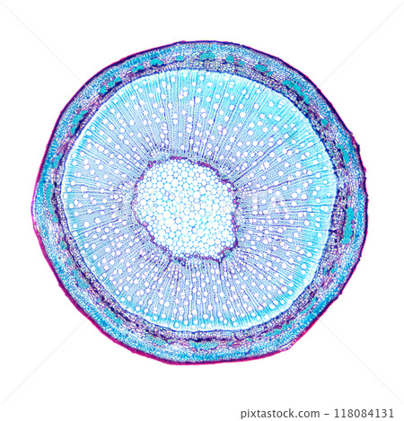 Willow stem, cross section, under the light microscope. Stem of Salix, also known as sallows and osiers, 8X light micrograph. Hematoxylin-eosin stained for better visualization. Isolated, over white. 118084131