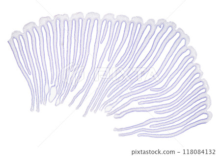 Mushroom gills, section, 8X light micrograph. Transverse section of a fungus cap with gills, stained for better visualization, under a light microscope. Three combined photos. 118084132