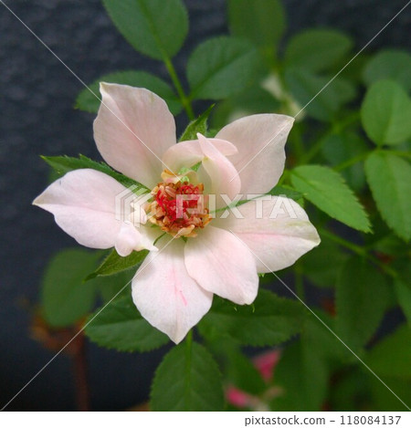 生長不良的迷你玫瑰 118084137