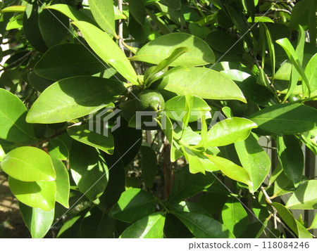 still blue tropical fruit guava fruit still blue tropical fruit guava fruit 118084246