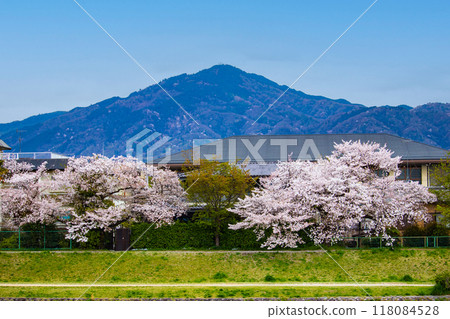 [京都風景]從鴨川看到的櫻花和山脈（比叡山/大文字山） 118084528