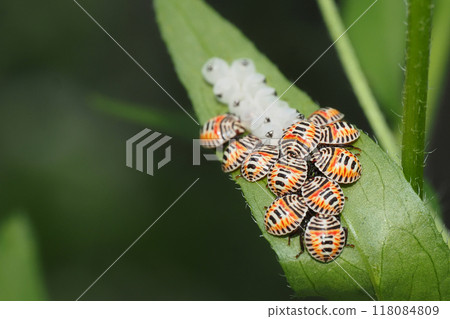 Larvae and exuviae of the spotted stink bug Larvae and exuviae of the spotted stink bug 118084809