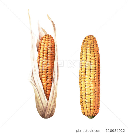 Set of yellow, sweet corncobs, maize. Hand drawn botanical watercolor illustration isolated on white background. For clip art cards menu label package Set of yellow, sweet corncobs, maize. Hand drawn botanical watercolor illustration isolated on white background. For clip art cards menu label package 118084922