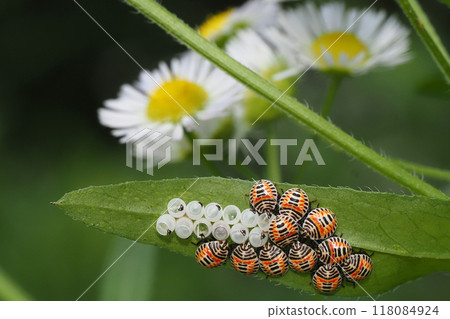 Larvae and exuviae of the spotted stink bug Larvae and exuviae of the spotted stink bug 118084924