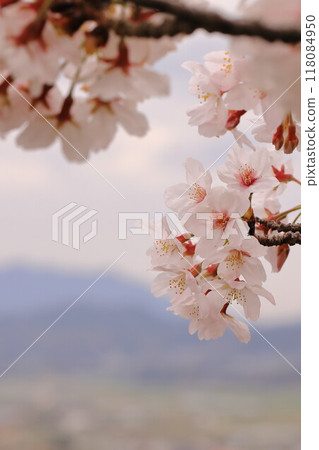 Cherry blossoms in full bloom that herald the arrival of spring Cherry blossoms in full bloom that herald the arrival of spring 118084950
