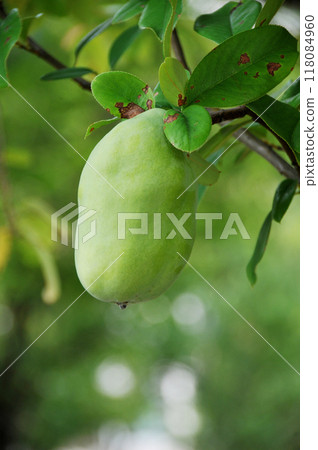 The fruit of Karin The fruit of Karin 118084960