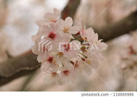 Cherry blossoms in full bloom that herald the arrival of spring 118084986