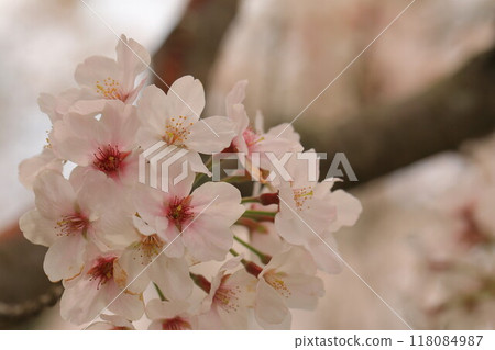 Cherry blossoms in full bloom that herald the arrival of spring 118084987